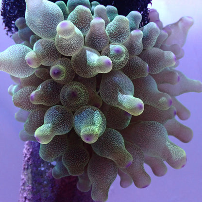 Anemone Bubble-Tip