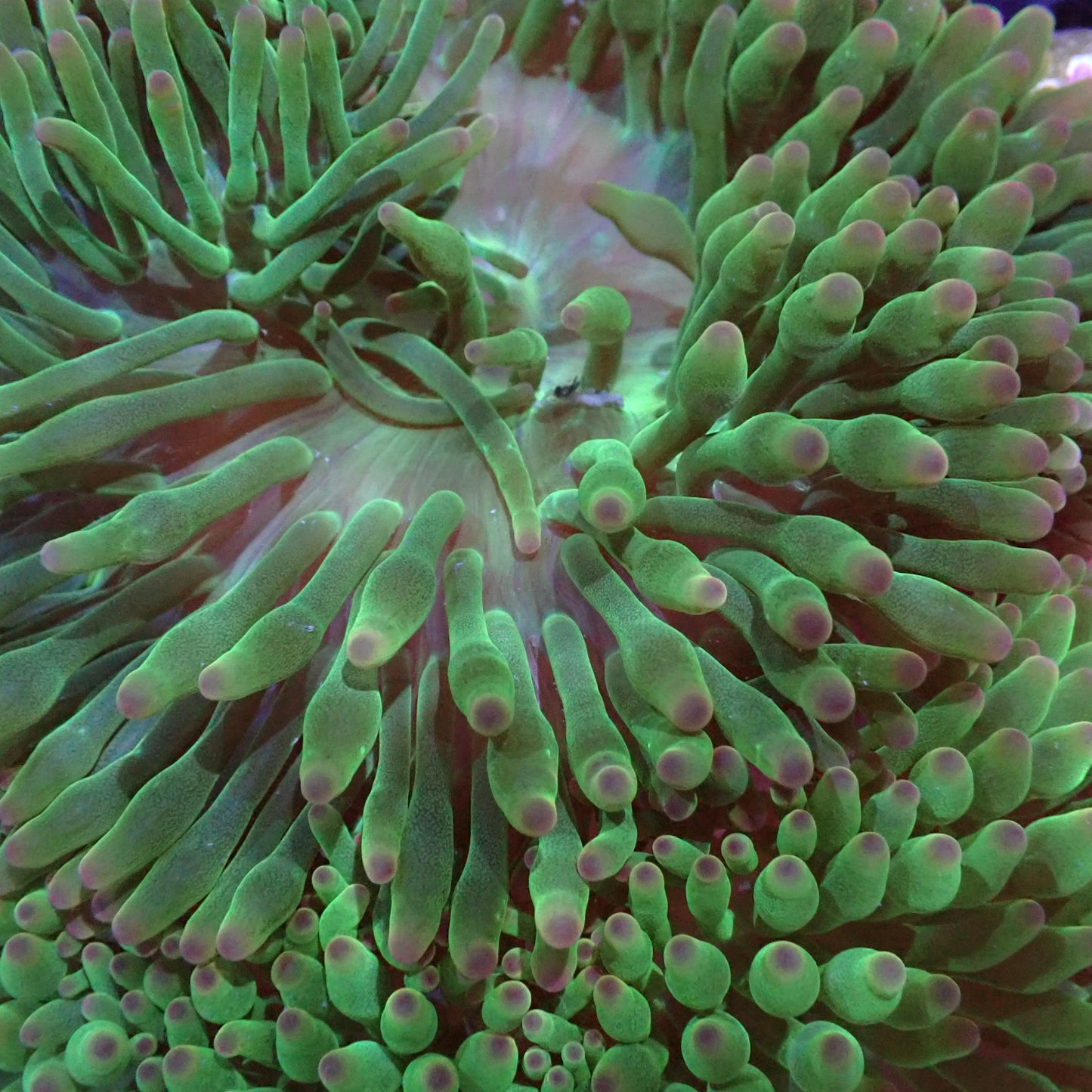 Anemone Bubble-Tip