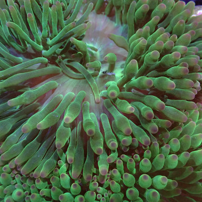 Anemone Bubble-Tip
