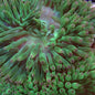 Anemone Bubble-Tip