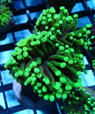 Torch Corals (Euphyllia glabrescens.)