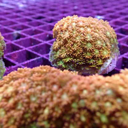 Flower Pot Corals (Goniopora, Alveopora, Bernardpora sp.)