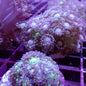 Flower Pot Corals (Goniopora, Alveopora, Bernardpora sp.)