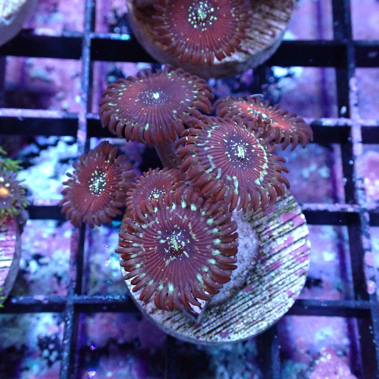 Zoanthid Frag [Aquacultured]
