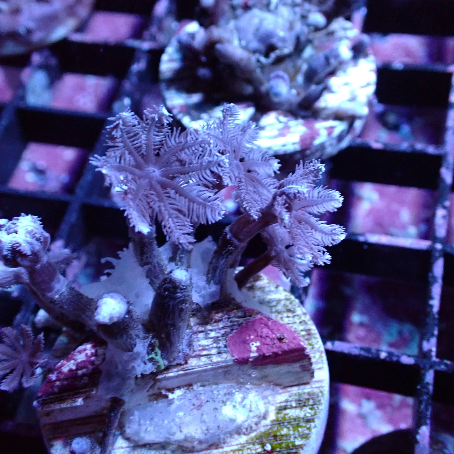 Clove/Palm Tree Polyps (Clavularia sp.) - Various