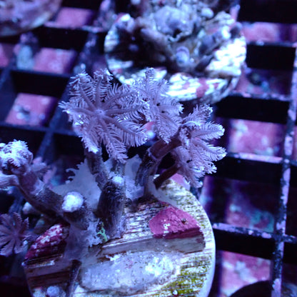 Clove/Palm Tree Polyps (Clavularia sp.) - Various