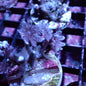 Clove/Palm Tree Polyps (Clavularia sp.) - Various