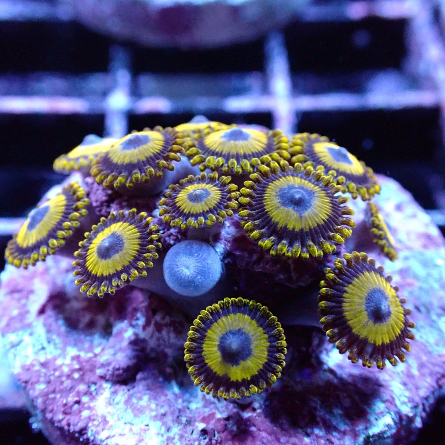 Zoanthid Frag [Aquacultured]