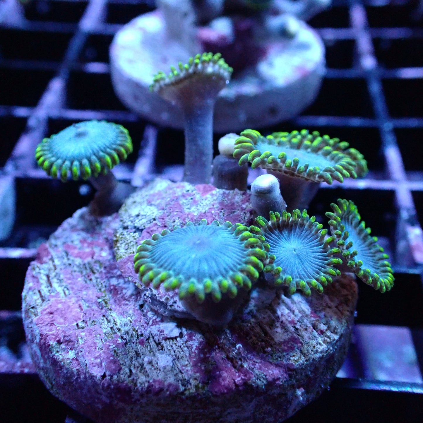Zoanthid Frag [Aquacultured]