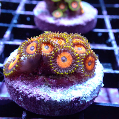 Zoanthid Frag [Aquacultured]