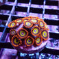 Zoanthid Frag [Aquacultured]