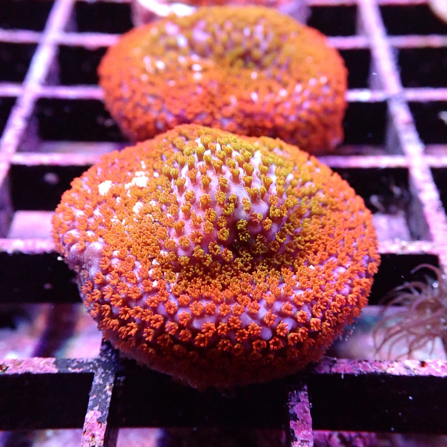 Montipora spp.
