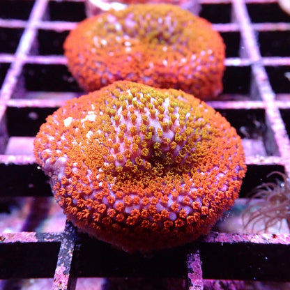 Montipora spp.
