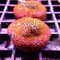 Montipora spp.