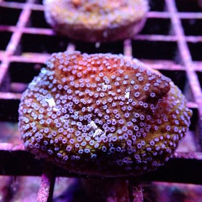 Montipora spp.