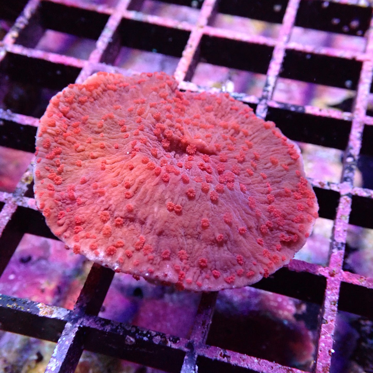 Montipora spp.