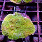 Montipora spp.