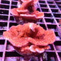 Montipora spp.