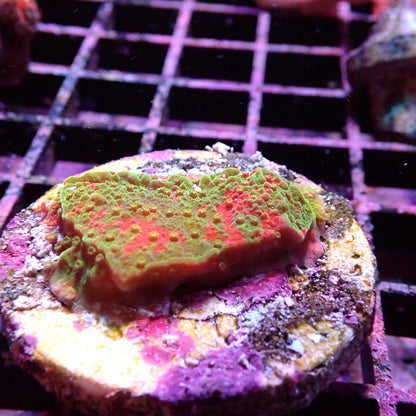 Montipora spp.