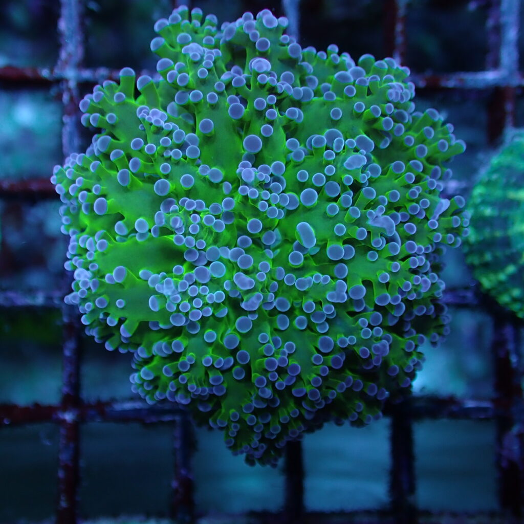 Frogspawn Corals (Euphyllia divisa)
