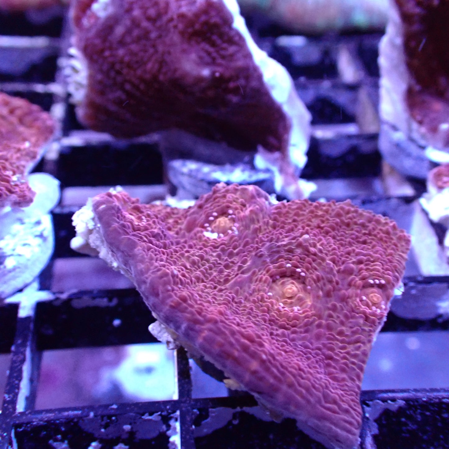 Chalice Corals (Echinophyllia, Oxypora, Mycedium sp.)