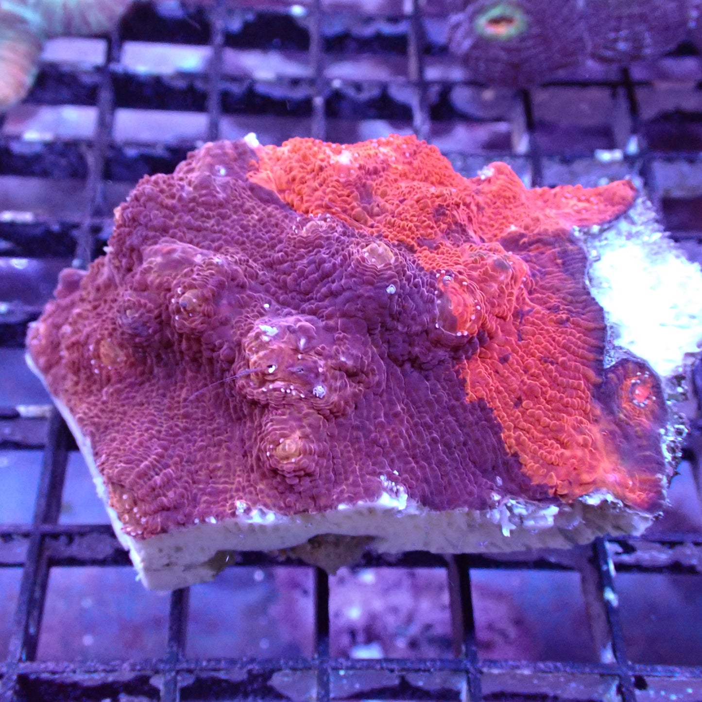 Chalice Corals (Echinophyllia, Oxypora, Mycedium sp.)
