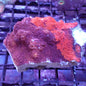 Chalice Corals (Echinophyllia, Oxypora, Mycedium sp.)