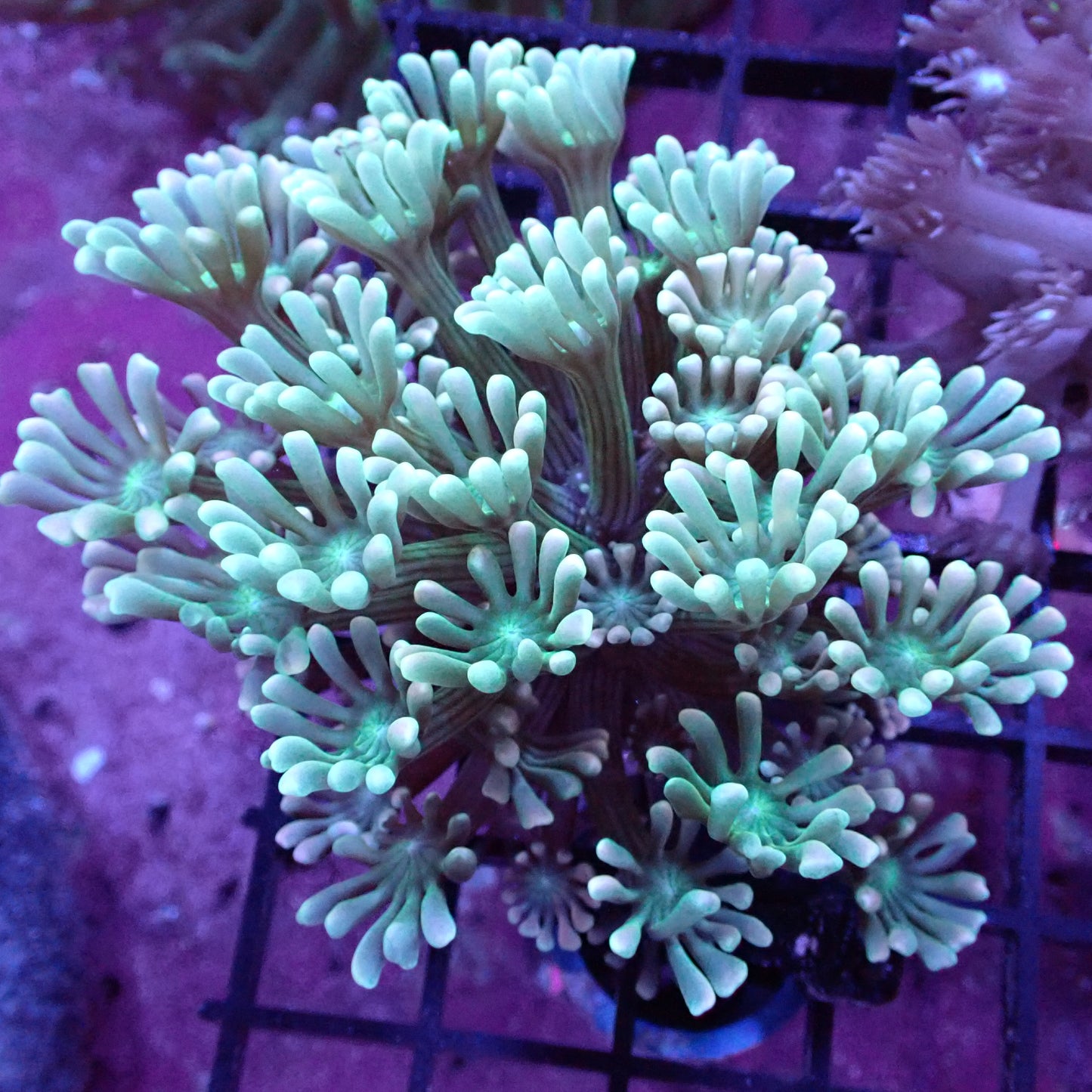 WYSIWYG Alveopora sp. Green Gold (LPS)