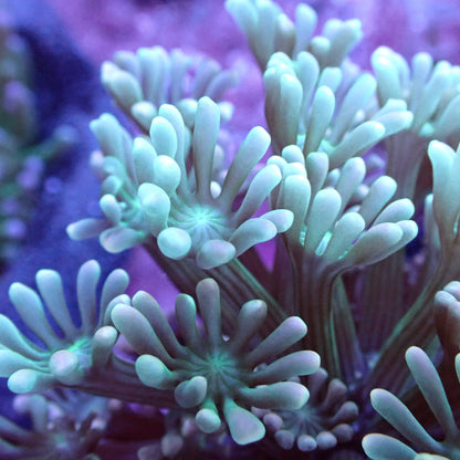 WYSIWYG Alveopora sp. Green Gold (LPS)