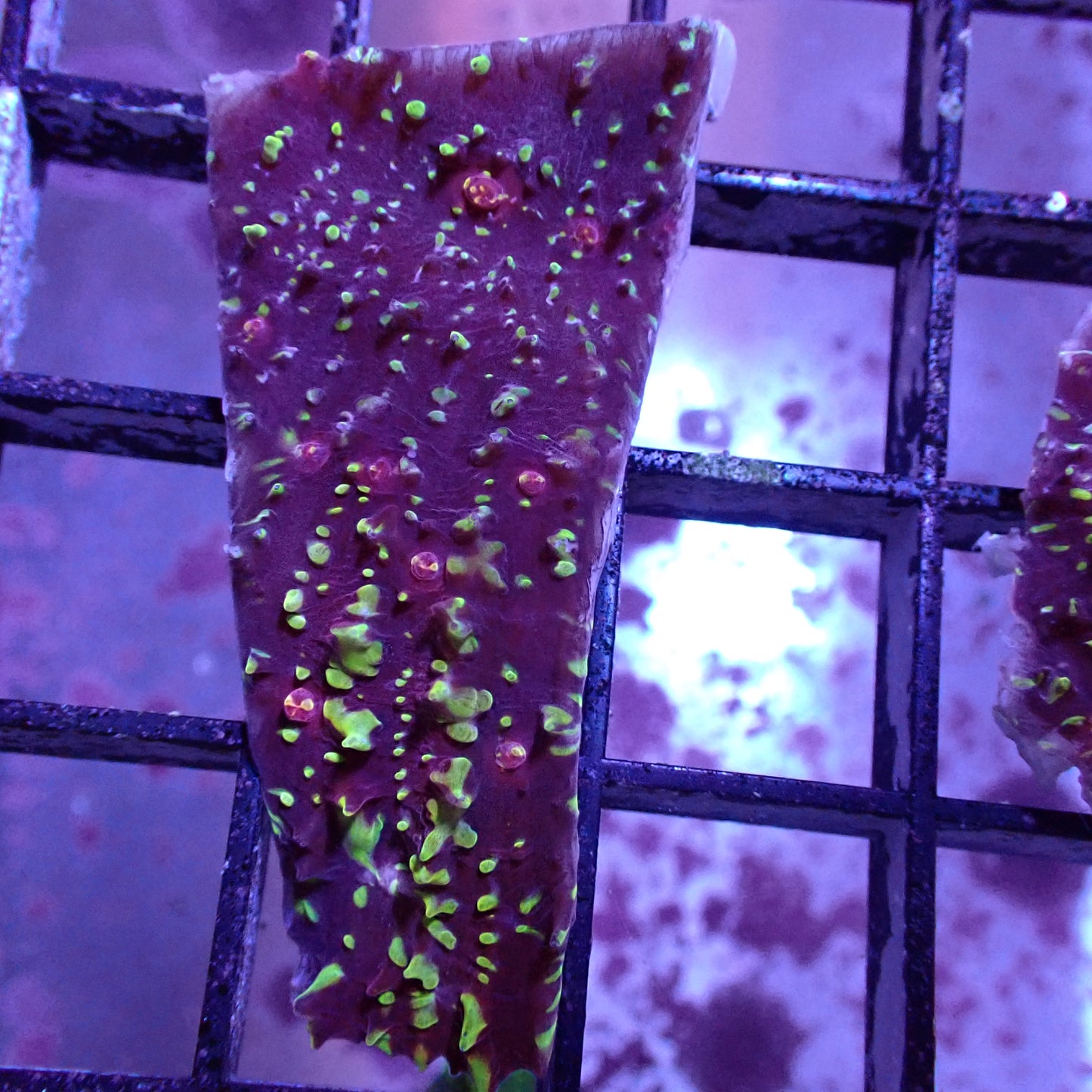 Chalice Corals (Echinophyllia, Oxypora, Mycedium sp.)