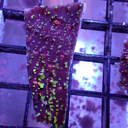 Chalice Corals (Echinophyllia, Oxypora, Mycedium sp.)