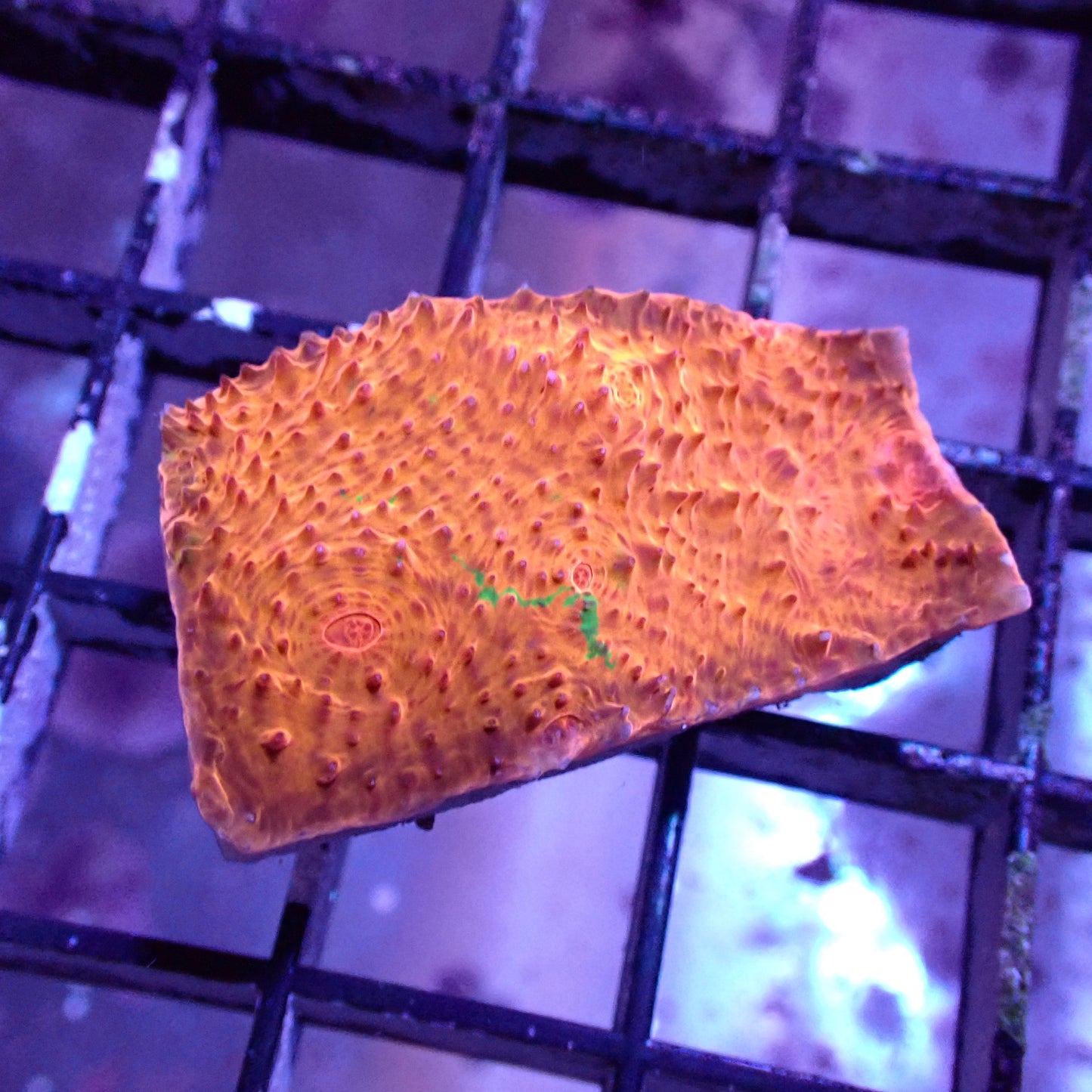 Chalice Corals (Echinophyllia, Oxypora, Mycedium sp.)