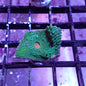 Chalice Corals (Echinophyllia, Oxypora, Mycedium sp.)