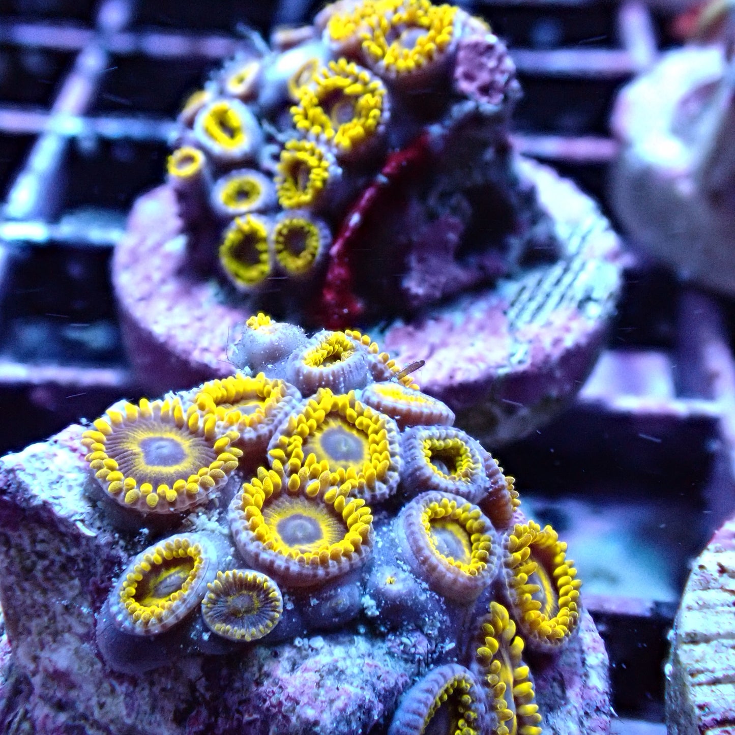 Zoanthid Frag [Aquacultured]