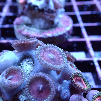 Zoanthid Frag [Aquacultured]