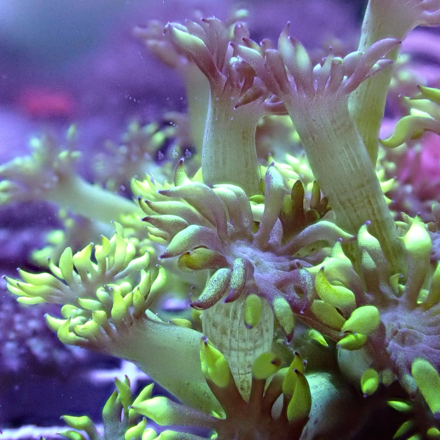 Flower Pot Corals (Goniopora, Alveopora, Bernardpora sp.)