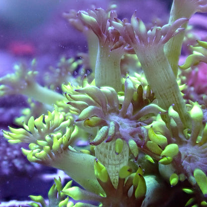 Flower Pot Corals (Goniopora, Alveopora, Bernardpora sp.)