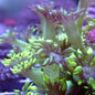 Flower Pot Corals (Goniopora, Alveopora, Bernardpora sp.)