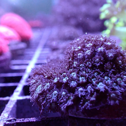 Flower Pot Corals (Goniopora, Alveopora, Bernardpora sp.)