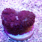 Mushroom Coral Morphs (Discosoma/Rhodactis/Ricordea sp.)