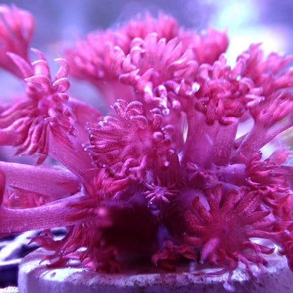 Flower Pot Corals (Goniopora, Alveopora, Bernardpora sp.)
