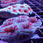 Acans (Acanthastrea/Micromussa sp.)