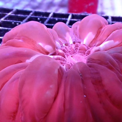 Cushion Corals (Cynarina sp.)