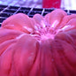 Cushion Corals (Cynarina sp.)