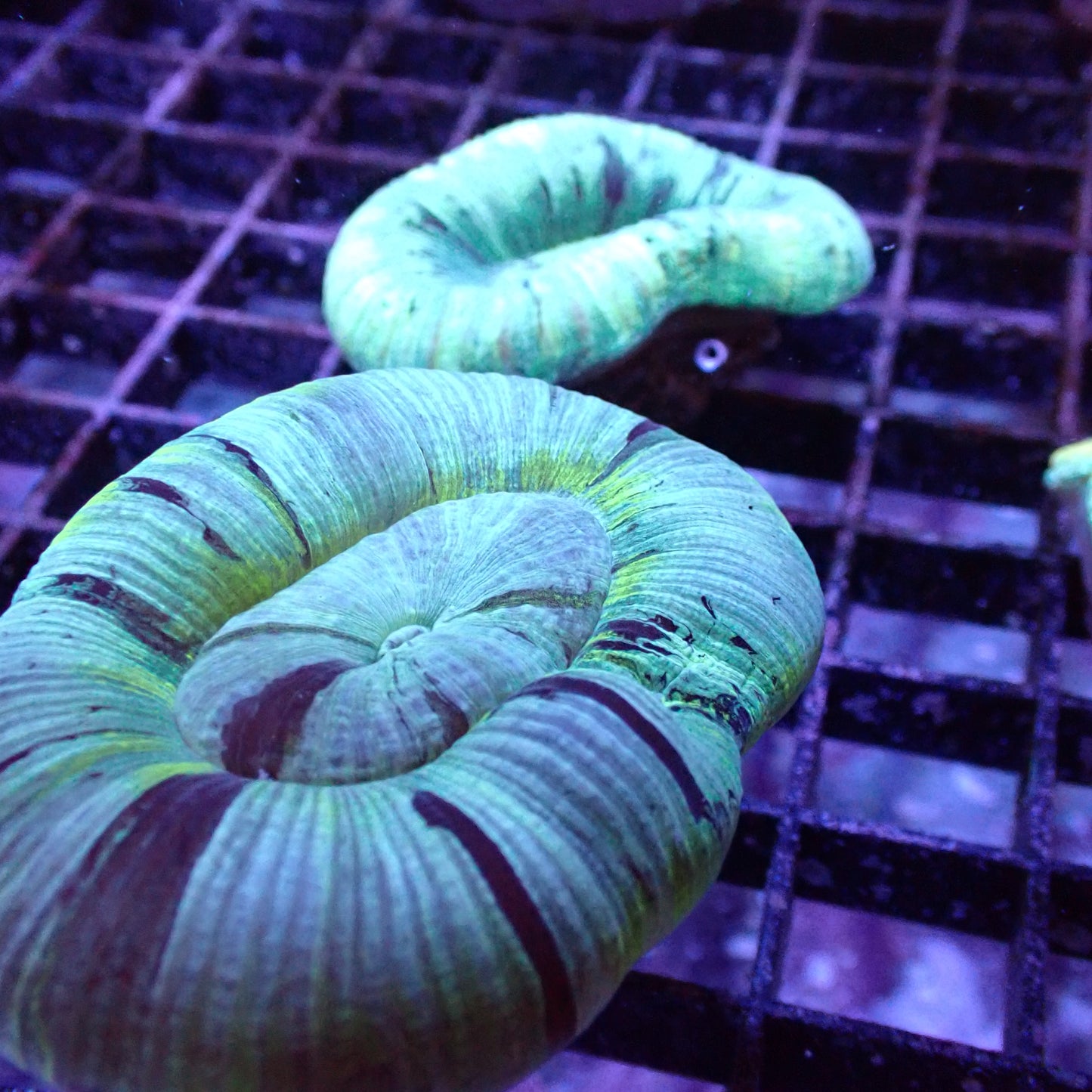 Open Brain Corals (Trachyphillia sp.)