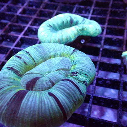 Open Brain Corals (Trachyphillia sp.)