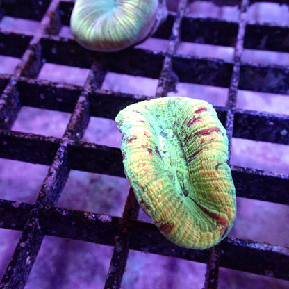 Open Brain Corals (Trachyphillia sp.)