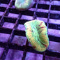 Open Brain Corals (Trachyphillia sp.)