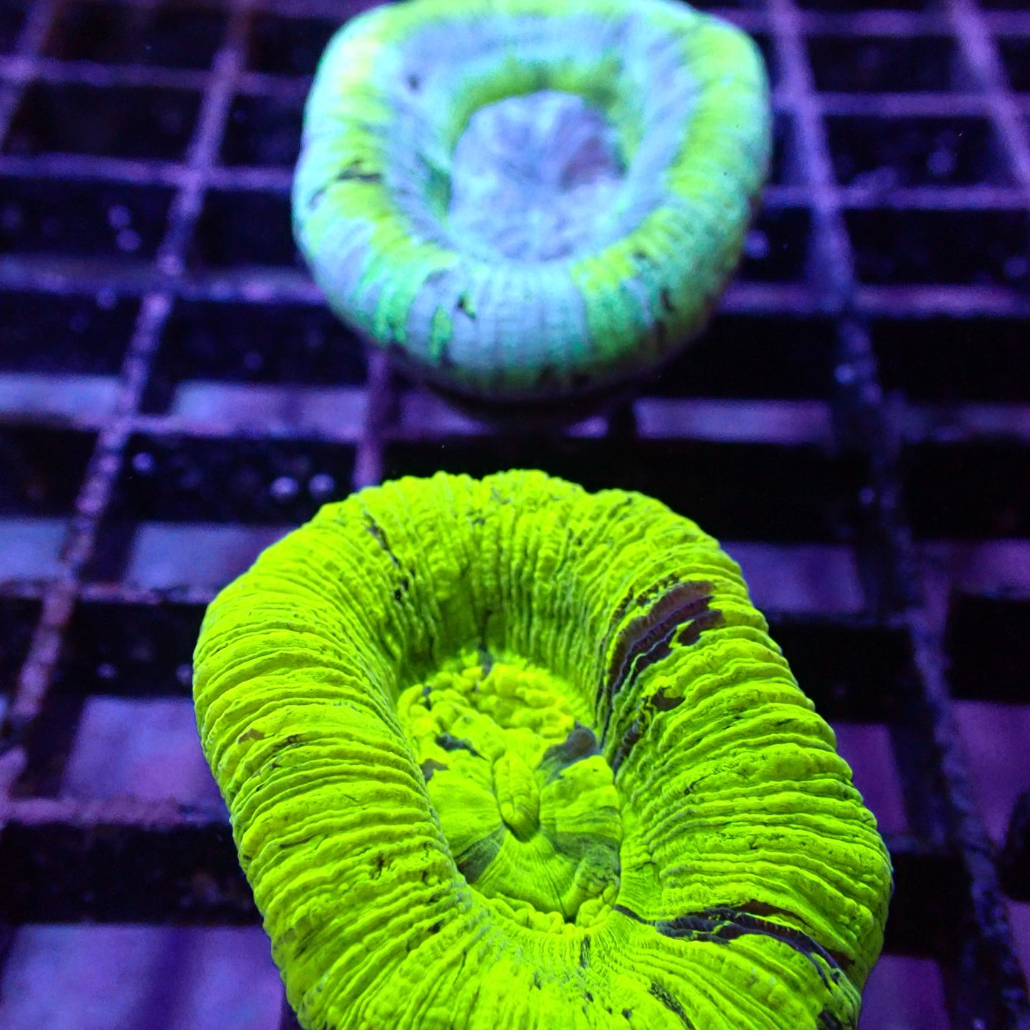 Open Brain Corals (Trachyphillia sp.)