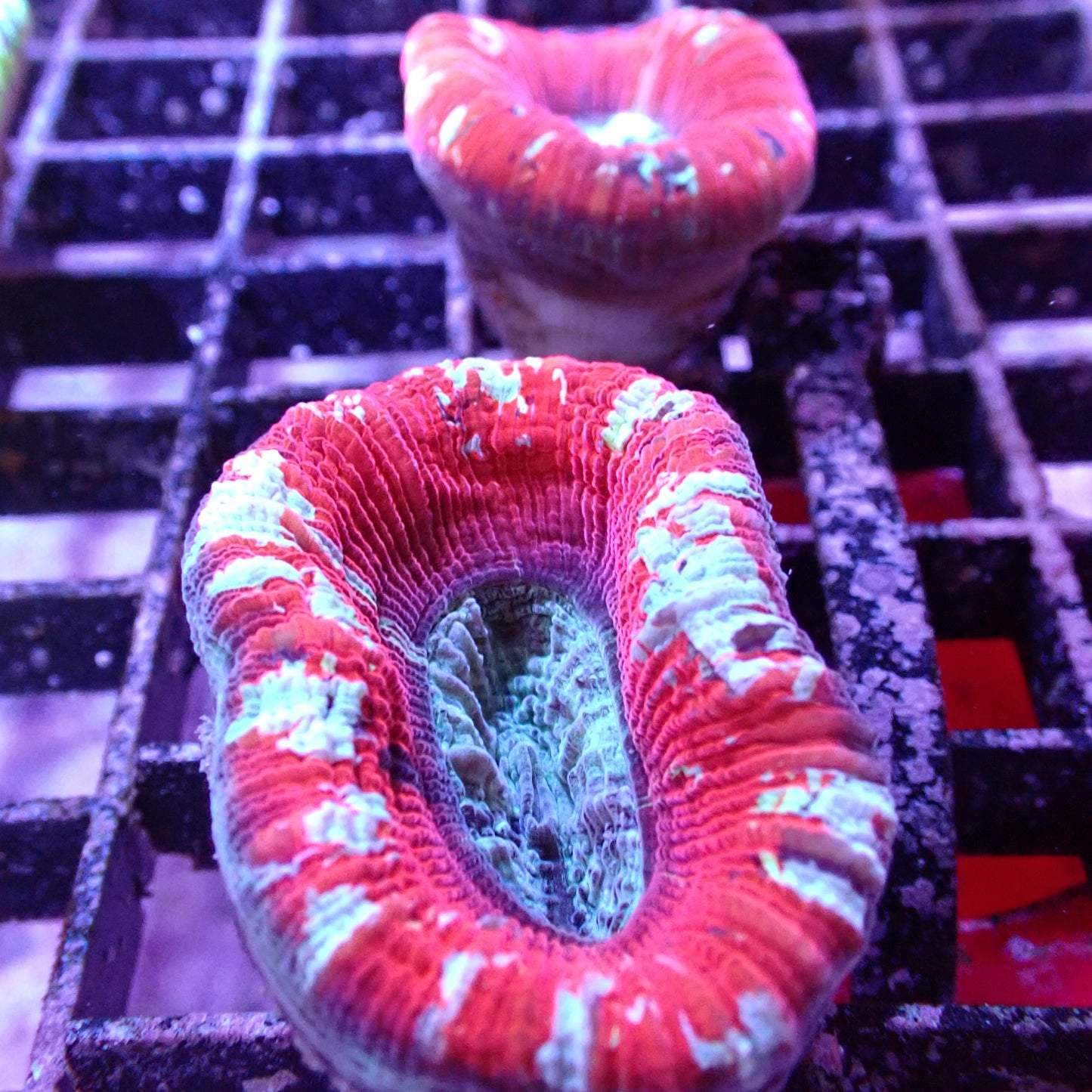 Open Brain Corals (Trachyphillia sp.)